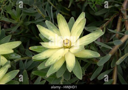 Leucadendron sessiles ou sunbush sun conebush Ouest fleurs fleur Banque D'Images