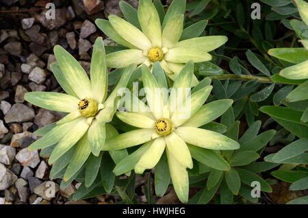 Leucadendron sessiles ou sunbush sun conebush Ouest fleurs fleur Banque D'Images