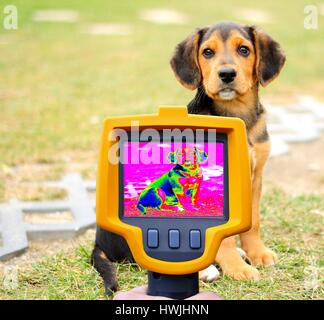La perte de chaleur chien Enregistrement avec caméra thermique infrarouge. Banque D'Images
