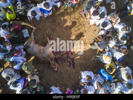 Vue aérienne de l'abattage d'un taureau au cours de la cérémonie dans le Borana système Gada, Oromia, tribu, l'Ethiopie Yabelo, Banque D'Images