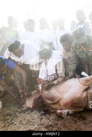 L'abattage d'un taureau au cours de la cérémonie dans le Borana système Gada, Oromia, tribu, l'Ethiopie Yabelo, Banque D'Images