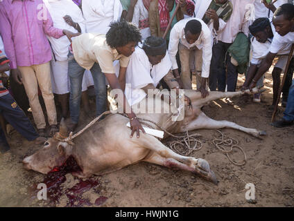 Kura Jarso les organes génitaux de coupe d'un taureau au cours de la cérémonie dans le Borana système Gada, Oromia, tribu, l'Ethiopie Yabelo, Banque D'Images