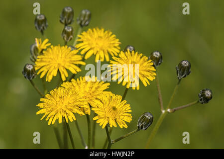 Fleur de pissenlit Taraxacum officinale en famille le jardin, de Cantabrie, au nord de l'Espagne, l'Europe. Banque D'Images