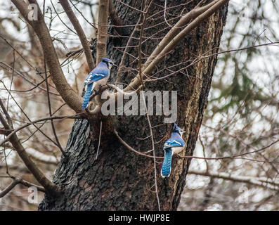 Paire de Blue Jay oiseaux à Central Park - New York, USA Banque D'Images