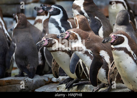 Les pingouins de Humboldt dans un troupeau vu de côté Banque D'Images