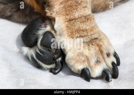 Gros plan des pattes d'une femelle âgée daschund chien. Banque D'Images