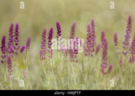 Close up of Meadow Clary fleur au printemps Banque D'Images