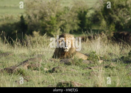 Scarface à profiter du soleil et du vent, Masai Mara, Kenya Banque D'Images