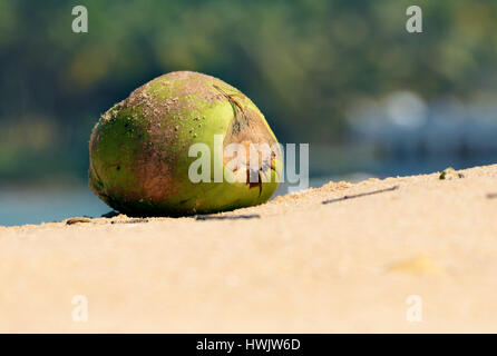 Noix de coco sur la plage Banque D'Images