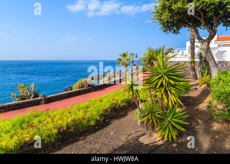 Plantes tropicales sur les côtes de l'océan le long de la promenade de San Juan, ville de l'île de Ténérife, Espagne Banque D'Images