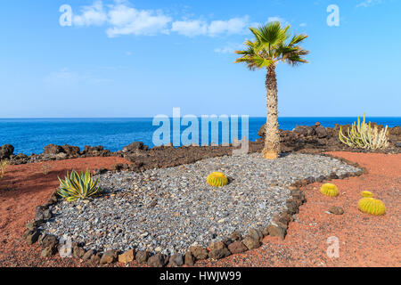 Plantes tropicales sur les côtes de l'océan le long de la promenade de San Juan, ville de l'île de Ténérife, Espagne Banque D'Images