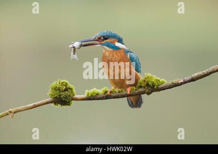 Kingfisher (Alcedo atthis commune) femelle adulte, perché sur des rameaux, avec la truite, West Yorkshire, Angleterre, Mars Banque D'Images