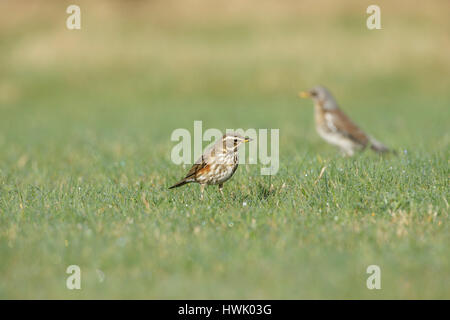 F) Fieldfare (Turdus, adultes en quête de pelouse, North Yorkshire, Angleterre, Mars Banque D'Images