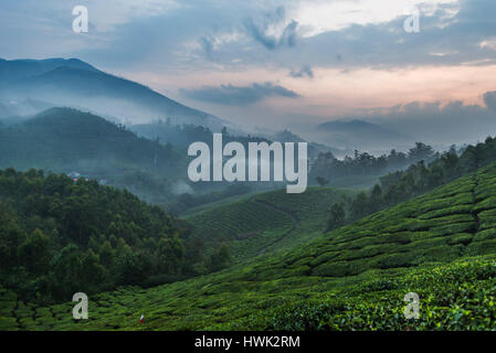 Brouillard tôt le matin à l'aube, Munnar Banque D'Images