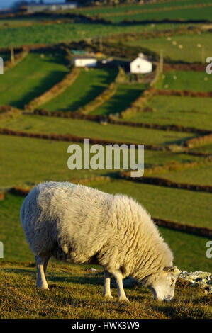 Moutons sur la péninsule de Llyn Wales Banque D'Images