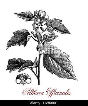 Vintage gravure d'Althaea officinalis guimauve ou de plantes ornementales, médicinales et.Les feuilles sont douce et veloutée et utilisée dans la Banque D'Images