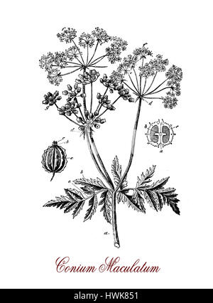 Gravure de vintage de pruches, d'un poison plante herbacée avec de petites fleurs en grappes blanches, ses toxines coniine est similaire au curare Banque D'Images