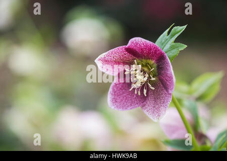 Helleborus hybridus. L'hellébore. Lenten Rose dans un jardin boisé. UK Banque D'Images