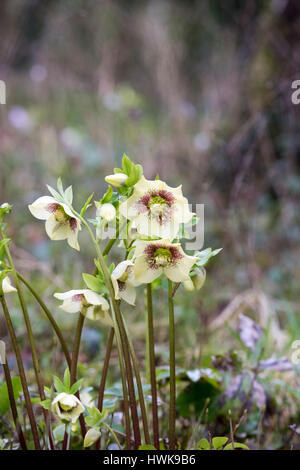 Helleborus hybridus. L'hellébore. Lenten Rose dans un jardin boisé. UK Banque D'Images