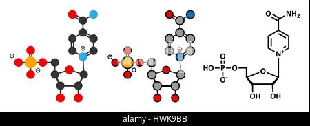 Nicotinamide mononucléotide molécule. Les rendus 2D stylisée et conventionnelle formule topologique. Précurseur du NAD +. Illustration de Vecteur