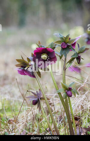 Helleborus orientalis 'Red Lady' . L'hellébore. Lenten Rose dans un jardin boisé. UK Banque D'Images