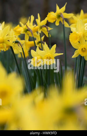 Narcissus 'Voyeur'. Les jonquilles dans une fleur frontière en mars. UK Banque D'Images