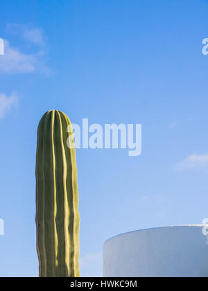 Cactus colonnaire immeuble moderne et à l'été avec ciel bleu Banque D'Images