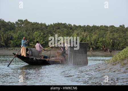 Parc national des Sundarbans, Bangladesh. La pêche traditionnelle à l'aide de la loutre loutre formés. Cette méthode remonte au 6ème siècle AD. Lever les filets de pêche. Banque D'Images