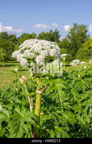 La berce du Caucase, Bade-Wurtemberg, Allemagne, Heracleum mantegazzianum, , Banque D'Images