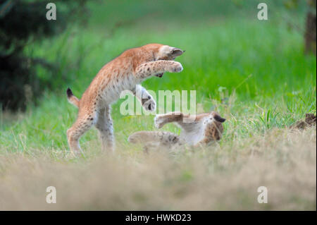 Lynx eurasien, oursons, août, captive, Allemagne, Lynx lynx, , Banque D'Images