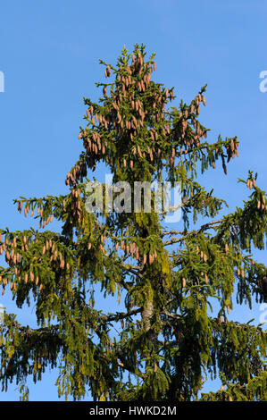 Épinette de Norvège, octobre, Parc National de la forêt de Bavière, Allemagne, Picea abies, , Banque D'Images