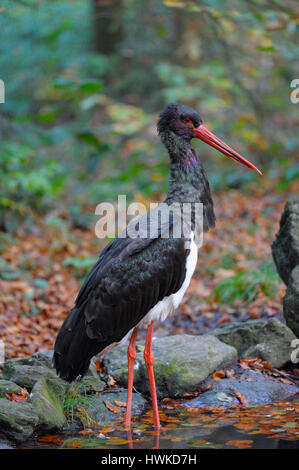 Black storck, octobre, captive, Parc National de la forêt bavaroise, l'Allemagne, , Ciconia nigra, Banque D'Images