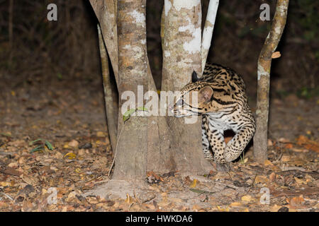 L'ocelot, Leopardus pardalis, de nuit, Pantanal, Mato Grosso, Brésil Banque D'Images