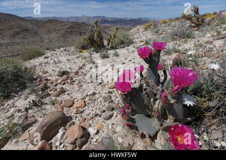 Cactus (Opuntia basilaris de Castor) fleurit en haut de Sweeny Pass in Anza-Borrego Desert State Park. Banque D'Images