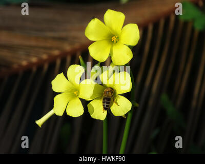 Bee pollen obtenir sur l'oseille fleur jaune, le miel de décisions Banque D'Images