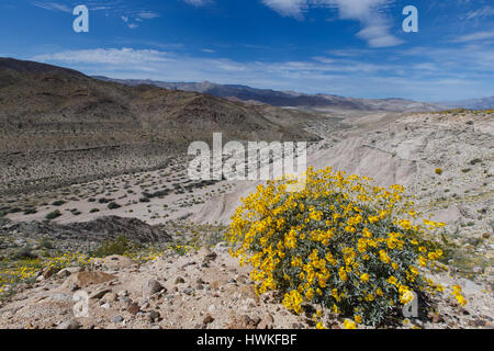 Brittlebush (encelia farinosa) fleurs à Sweeny passer le long de la S2 l'autoroute en Anza-Borrego Desert State Park. Banque D'Images