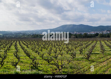 Domaine des vignes au début du printemps en Catalogne, Espagne Banque D'Images