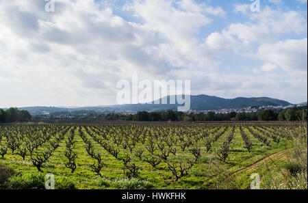 Domaine des vignes au début du printemps en Catalogne, Espagne Banque D'Images