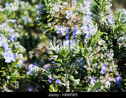 La floraison des plantes de romarin avec une abeille Banque D'Images
