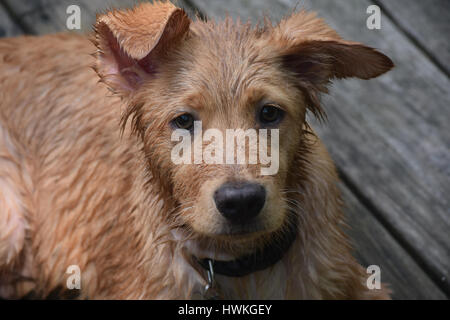 Toller humide détrempée puppy dog fixant et reposant sur un pont. Banque D'Images