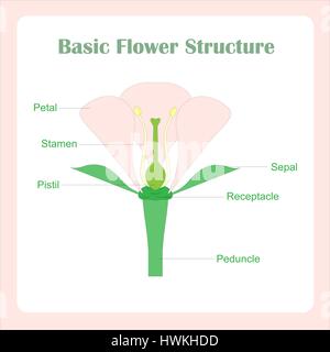 Schéma de structure de base de fleur. La biologie de l'apprentissage d'illustration vectorielle stock Banque D'Images