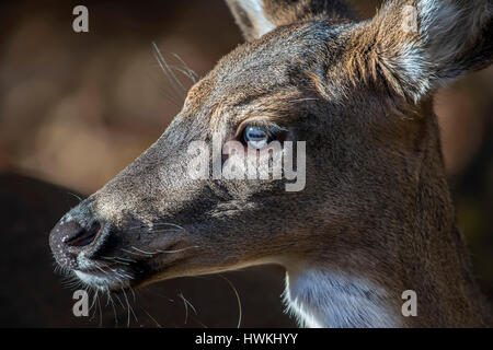 Close-up portrait intime du profil du visage d'un Cerf blanc sauvage Banque D'Images