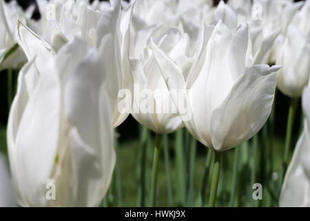 Lily flowered tulip (variété 'White Triumphator') Banque D'Images