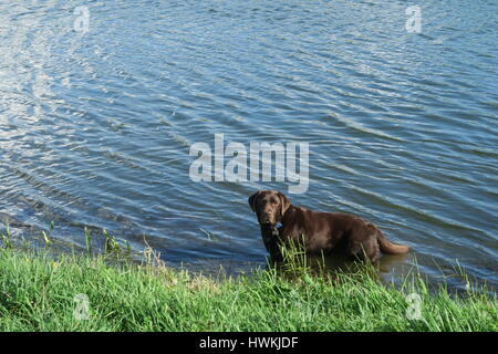 Labrador chocolat de se rafraîchir dans une rivière Banque D'Images