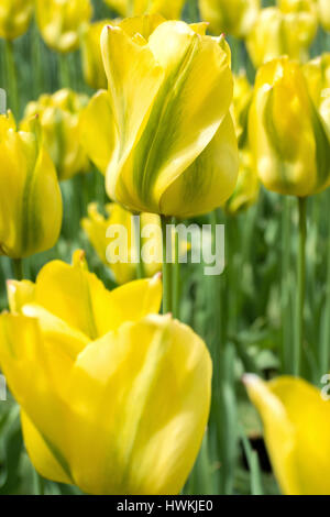 Tulipes viridiflora (variété 'Yellow Spring Green') Banque D'Images