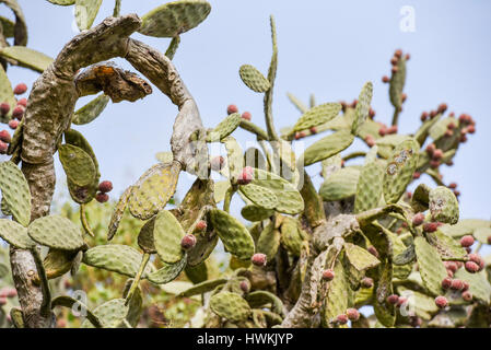Cactus sauvages poussant dans les montagnes Banque D'Images