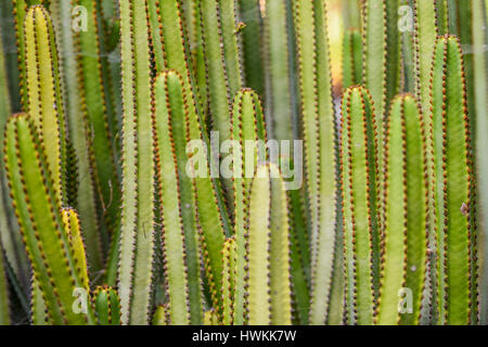 Cactus sauvages poussant dans les montagnes Banque D'Images