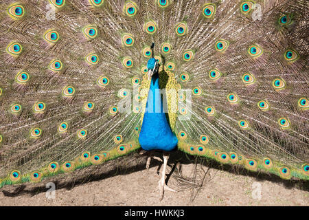 Paon indien mâle sur l'affichage Banque D'Images