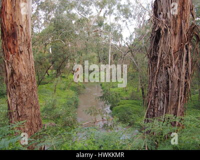 Le ruisseau rural grâce à bush et zone humide sur la fin d'après-midi, Victoria, Australie 2016 Banque D'Images
