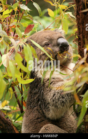 Koala dans un arbre de la gomme fraîche feuilles vertes, Victoria, Australie la forêt Banque D'Images